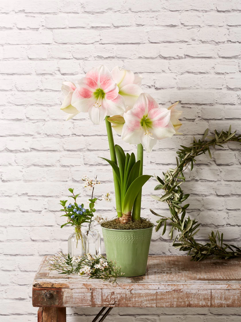 Star Potted Amaryllis 5 Star Potted Amaryllis - Image 3