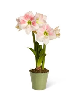 Star Potted Amaryllis 15 Star Potted Amaryllis -Gardenhaus Shop 8611499 2022 rosystar silo rosy star potted amaryllis