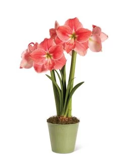 Star Potted Amaryllis 14 Star Potted Amaryllis -Gardenhaus Shop 8611500 2022 sweetstar silo sweet star potted amaryllis