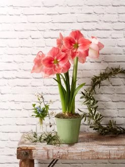 Star Potted Amaryllis 13 Star Potted Amaryllis -Gardenhaus Shop 8611500 2022 sweetstar sweet star potted amaryllis