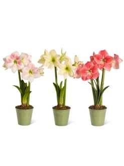 Star Potted Amaryllis 17 Star Potted Amaryllis -Gardenhaus Shop 8611508 2022 starpotted silo