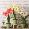 Star Potted Amaryllis 1 Star Potted Amaryllis -Gardenhaus Shop 8611508 2022 starpottedv star potted amaryllis