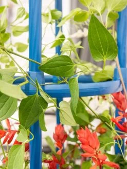 Fleur De Lis Obelisk, 67" -Gardenhaus Shop 8611663 0607 tif