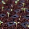 Coco Coir Seed Starting Discs And Tray 2 Coco Coir Seed Starting Discs And Tray -Gardenhaus Shop 8611810 6832 tif
