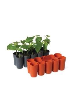 Sili-Seedlings® Seedling Tray, 10-Cell -Gardenhaus Shop 8611886 5192 tif