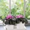 Stoneware Self-Watering Windowsill Planters, Set Of 2 -Gardenhaus Shop 8611890 4396 tif
