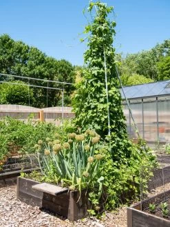 DIY Connector For Teepee Trellis -Gardenhaus Shop 8611896 6505 tif