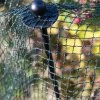 Bird-Safe Woven Bird Netting -Gardenhaus Shop 8611981 1747 tif