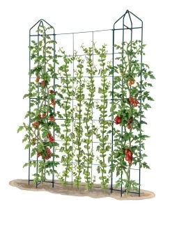 Zenith Trellis -Gardenhaus Shop 8612036 art tif