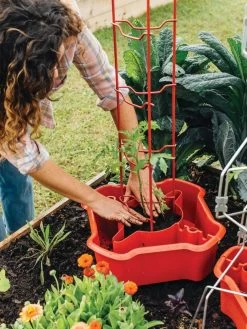 Deluxe Tomato Halos, Set Of 2 -Gardenhaus Shop 8612045 135 tif