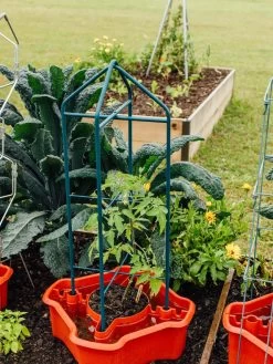 Deluxe Tomato Halos, Set Of 2 -Gardenhaus Shop 8612045 221 tif