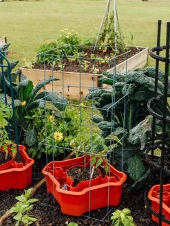 Deluxe Tomato Halos, Set Of 2 -Gardenhaus Shop 8612045 226 tif