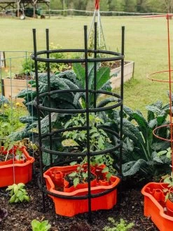 Deluxe Tomato Halos, Set Of 2 -Gardenhaus Shop 8612045 228 tif