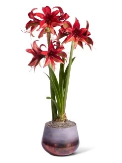 Cybister Potted Amaryllis -Gardenhaus Shop 8612501 bogota silo 2022