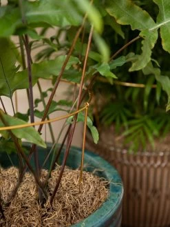 Brass Plated Grow Throughs, Set Of 2 -Gardenhaus Shop 8612661 0043