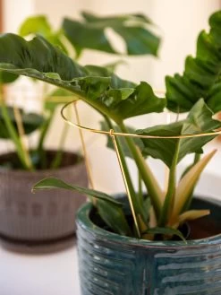 Brass Plated Grow Throughs, Set Of 2 -Gardenhaus Shop 8612662 0047 brass plated grow throughs set of 2