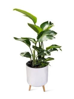 Ava Self-Watering Round Planter -Gardenhaus Shop 8612692 0002