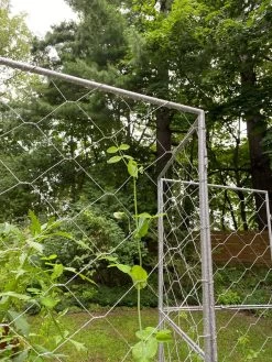 Chicken Wire Pea Trellis -Gardenhaus Shop 8612718 7302