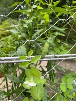 Chicken Wire Pea Trellis -Gardenhaus Shop 8612718 7307
