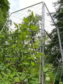 Chicken Wire Pea Trellis -Gardenhaus Shop 8612718 7308