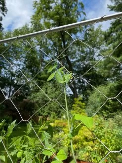 Chicken Wire Pea Trellis -Gardenhaus Shop 8612718 7311