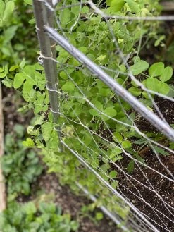 Chicken Wire Pea Trellis -Gardenhaus Shop 8612718 7312