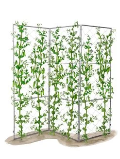 Chicken Wire Pea Trellis -Gardenhaus Shop 8612718 peatrellis art chicken wire pea trellis