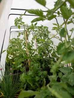 Cotton All Purpose Garden Cover -Gardenhaus Shop 8612815 0039 tif