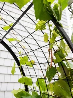 2’ X 4’ Arch Trellis For Planter Boxes -Gardenhaus Shop 8612976 0436