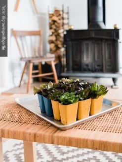 Gardener's Best® XL 6-Cell Planting Tray, Set Of 4 -Gardenhaus Shop 8613031 01IN cdt