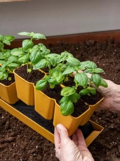 Gardener's Best® XL 6-Cell Planting Tray, Set Of 4 -Gardenhaus Shop 8613031 6300