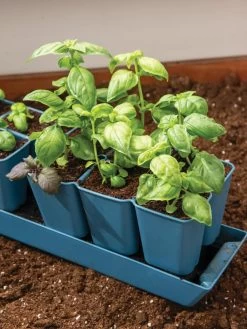 Gardener's Best® XL 6-Cell Planting Tray, Set Of 4 -Gardenhaus Shop 8613031 6302