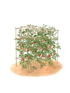 Tomato Six Pack Support -Gardenhaus Shop 8613143 art flat