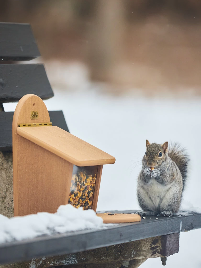 Spruce Creek Squirrel Munch Box 4 Spruce Creek Squirrel Munch Box - Image 2