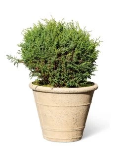 Self-Watering LavaStone® Anson Pot -Gardenhaus Shop 8613255 0150