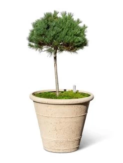 Self-Watering LavaStone® Anson Pot -Gardenhaus Shop 8613256 0138