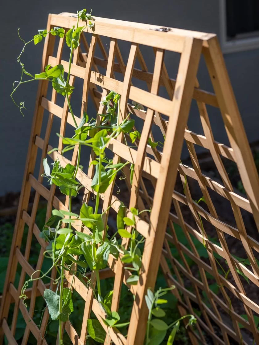 Bambo A Frame Plant Support, 30" X 42.5" 4 Bambo A Frame Plant Support, 30" X 42.5" - Image 2