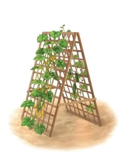 Bambo A Frame Plant Support, 30" X 42.5" 16 Bambo A Frame Plant Support, 30" X 42.5" -Gardenhaus Shop 8613310 art flat