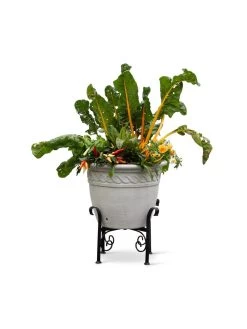 Covington Adjustable Plant Stands -Gardenhaus Shop 8613347 0119