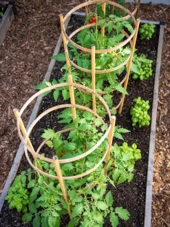 Bamboo Tomato Cages, Set Of 3 -Gardenhaus Shop 8613426 6916