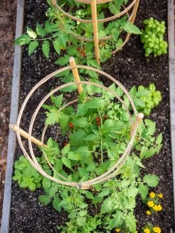 Bamboo Tomato Cages, Set Of 3 -Gardenhaus Shop 8613426 6921