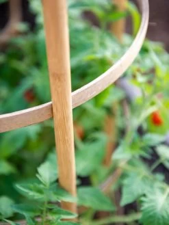 Bamboo Tomato Cages, Set Of 3 -Gardenhaus Shop 8613426 6924