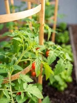 Bamboo Tomato Cages, Set Of 3 -Gardenhaus Shop 8613426 6934