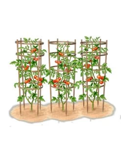 Bamboo Tomato Cages, Set Of 3 -Gardenhaus Shop 8613426 art