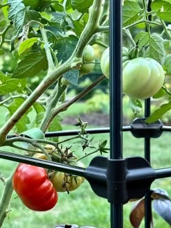 Oasis Self-Watering Tomato Planter With Trellis -Gardenhaus Shop 8613440 01TEST