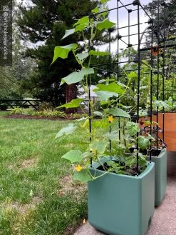 Oasis Self-Watering Tomato Planter With Trellis -Gardenhaus Shop 8613440 02TEST