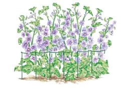 Curved Linking Stakes -Gardenhaus Shop GS35240 01S tif