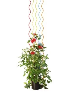 Rainbow Spiral Supports, Set Of 5 -Gardenhaus Shop GS36377 03S tif