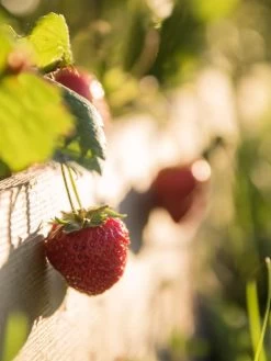 3-Tier Strawberry Bed -Gardenhaus Shop Strawberry3 3167 tif