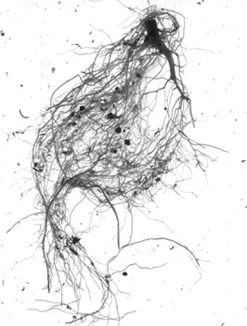 GrowLab® Compact Tabletop Light Garden With Classroom Guide -Gardenhaus Shop gstrootscan 01